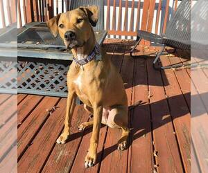 American Staffordshire Terrier-Unknown Mix Dogs for adoption in Holly Springs, NC, USA