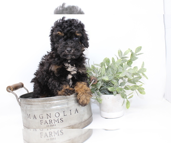 Medium Photo #3 Poodle (Toy) Puppy For Sale in ROCKY MOUNT, NC, USA