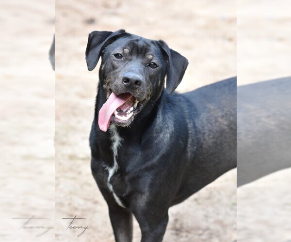 Medium Photo #1 Mutt Puppy For Sale in The Woodlands, TX, USA