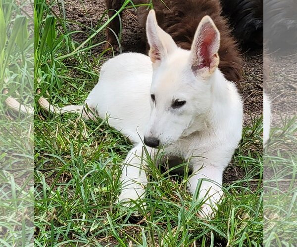 Medium Photo #12 Great Pyrenees-Unknown Mix Puppy For Sale in Spring, TX, USA