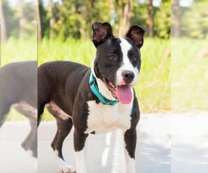 American Pit Bull Terrier Dogs for adoption in Derwood, MD, USA