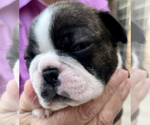 Medium Photo #4 Boston Terrier Puppy For Sale in BURLESON, TX, USA