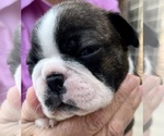 Small #3 Boston Terrier