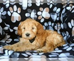 Small Photo #4 Labradoodle Puppy For Sale in WILLOW STREET, PA, USA