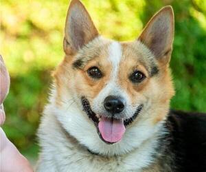 Mother of the Pembroke Welsh Corgi puppies born on 03/23/2025