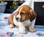 Small Photo #2 Australian Cattle Dog-Basset Hound Mix Puppy For Sale in WAKARUSA, IN, USA