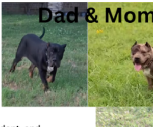 Father of the American Bully puppies born on 03/24/2025
