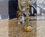 Small Photo #2 Yorkshire Terrier Puppy For Sale in EDINBURG, TX, USA