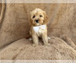 Small #2 Cavapoo (Miniature)