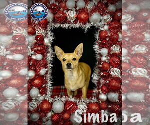 Chihuahua Dogs for adoption in Arcadia, FL, USA