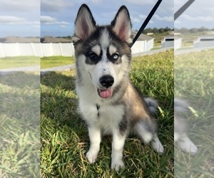 Pomsky Puppy for sale in HAINES CITY, FL, USA