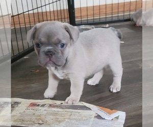 French Bulldog Puppy for sale in STOUGHTON, WI, USA