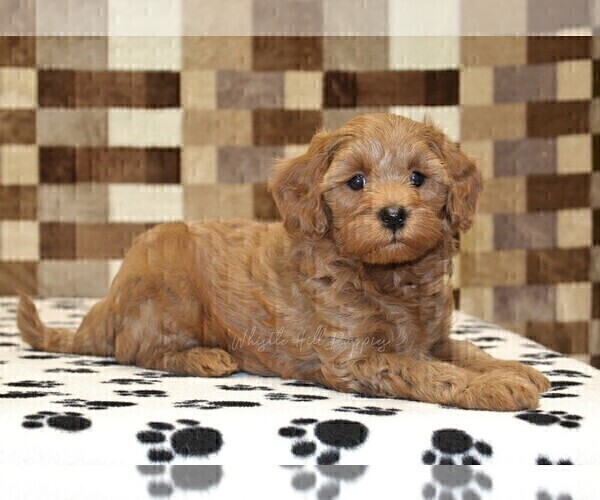 Medium Photo #6 Cavapoo (Miniature) Puppy For Sale in DENVER, PA, USA