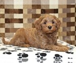Small #5 Cavapoo (Miniature)