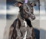 Small Greyhound