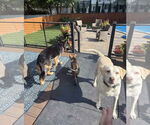 Small #4 German Shepherd Dog