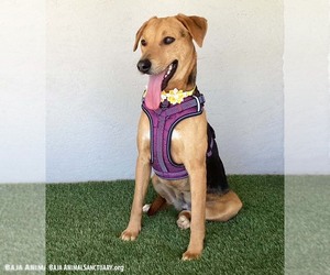 Susie - Female Labrador Retriever-Unknown Mix Dog for Adoption - Photo #3