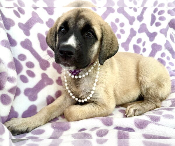 Medium Photo #5 Mutt Puppy For Sale in Goodyear, AZ, USA