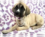 Small #4 Mutt