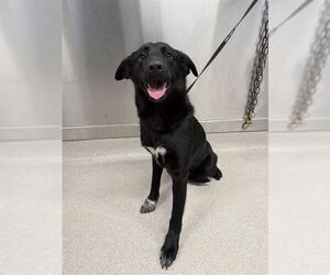 Labrador Retriever-Unknown Mix Dogs for adoption in Fairbanks, AK, USA