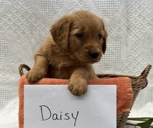 Golden Retriever Puppy for sale in OWEN, WI, USA