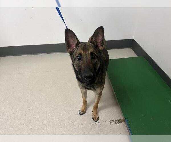 Medium Photo #1 German Shepherd Dog-Unknown Mix Puppy For Sale in Corona, CA, USA