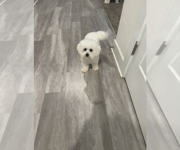 Medium Photo #1 Bichon Frise Puppy For Sale in PELZER, SC, USA