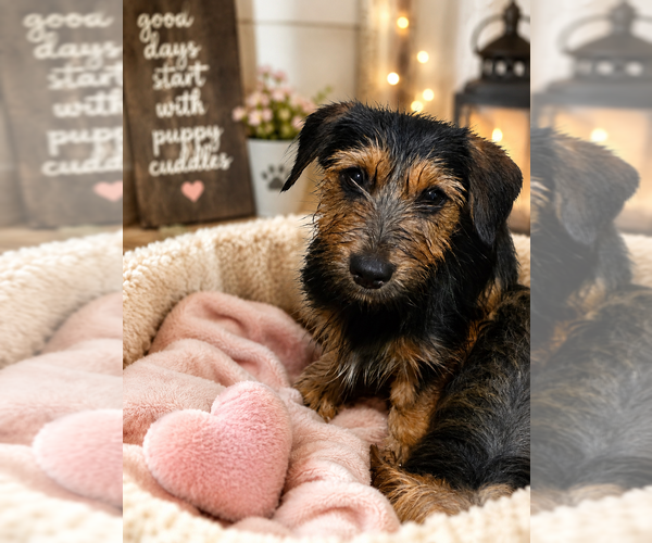 Medium Photo #4 Yorkshire Terrier Puppy For Sale in HUDDLESTON, VA, USA