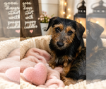 Small #3 Yorkshire Terrier