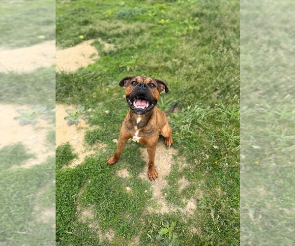 Medium Photo #4 Boxer-Unknown Mix Puppy For Sale in Pierceton , IN, USA