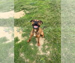 Small #3 Boxer Mix