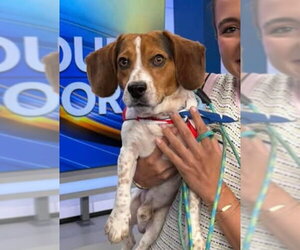 Beagle-Unknown Mix Dogs for adoption in Oakhurst, NJ, USA
