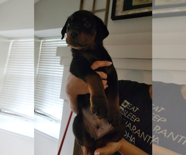Medium Photo #7 Rottweiler Puppy For Sale in SAN ANTONIO, TX, USA