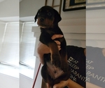 Small Photo #7 Rottweiler Puppy For Sale in SAN ANTONIO, TX, USA