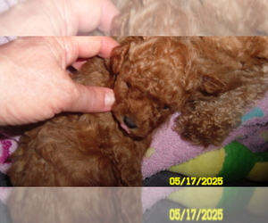 Poodle (Toy) Puppy for sale in DULUTH, GA, USA