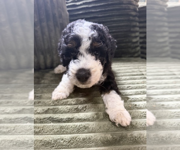 Medium Photo #85 Aussiedoodle Puppy For Sale in ASHEVILLE, NC, USA