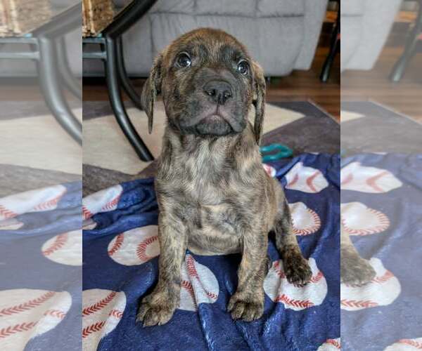 Medium Photo #3 Labrador Retriever-Unknown Mix Puppy For Sale in Plainfield, IL, USA