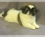 Small Photo #4 Pekingese Puppy For Sale in BROOKLYN, NY, USA