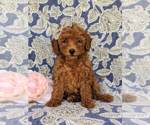 Poodle (Toy) Puppy for sale in PEACH BOTTOM, PA, USA