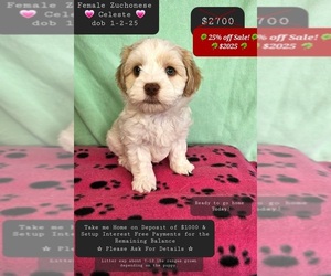 Havanese-Zuchon Mix Puppy for sale in TUCSON, AZ, USA