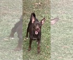 Small Photo #1 Rat Terrier Puppy For Sale in WHITAKERS, NC, USA