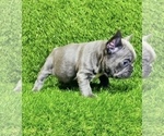 Small #9 French Bulldog