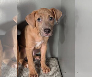 Labrador Retriever-Unknown Mix Dogs for adoption in Oakhurst, NJ, USA