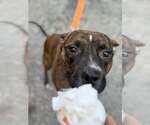 Small Photo #20 Boxer-Unknown Mix Puppy For Sale in Springdale, PA, USA