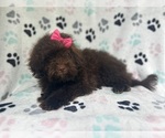 Small #2 ShihPoo