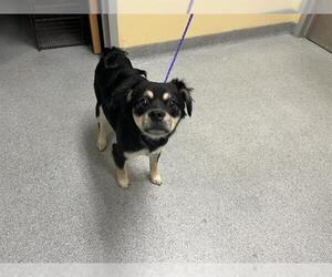 Chihuahua-Unknown Mix Dogs for adoption in Orange, CA, USA
