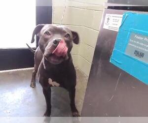 Mutt Dogs for adoption in Tulsa, OK, USA