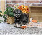 Small #2 Schnauzer (Miniature)