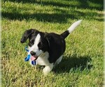 Puppy Godo Jack Russell Terrier-Mutt Mix
