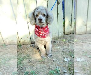 Poodle (Toy) Dogs for adoption in Social Circle, GA, USA